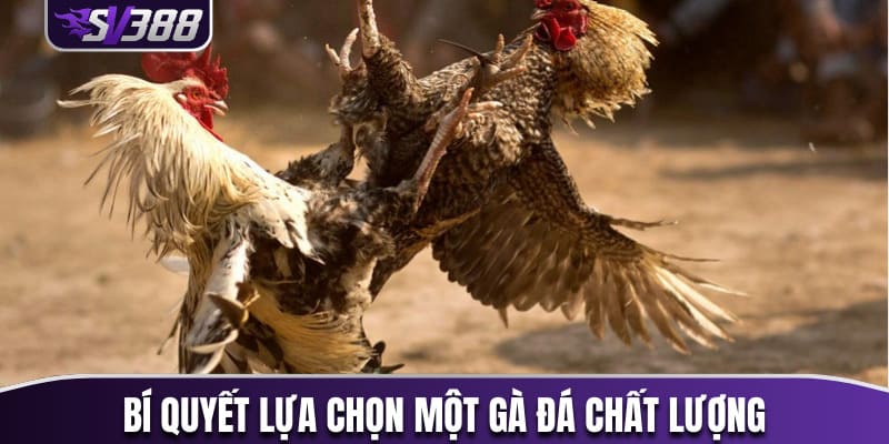 Bí quyết lựa chọn một chú gà đá chất lượng 