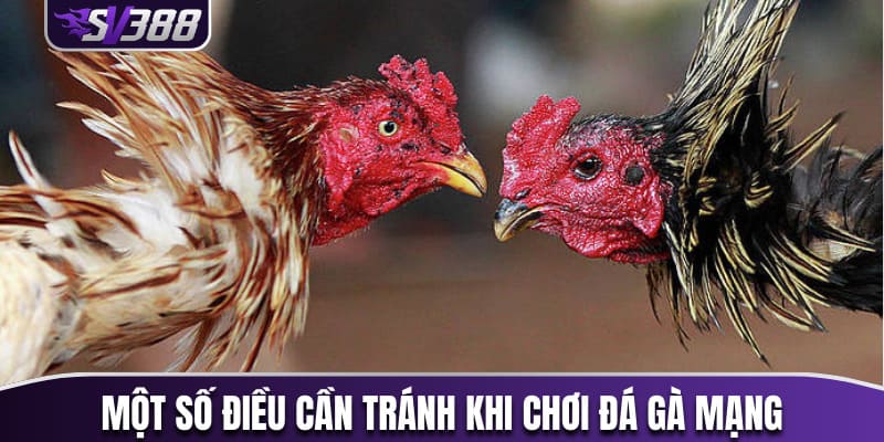 Một vài điều cần tránh khi chơi đá gà mạng 